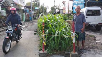 Viral Ditanami Jagung, Proyek Mangkrak di Jalan Babaran Mulai Dinormalisasi