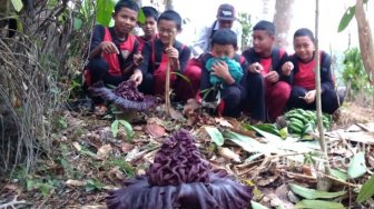 Dua Bungai Bangkai Tumbuh di Nangerang Sukabumi