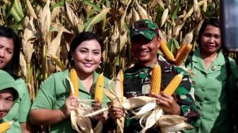 Manfaatkan Lahan Tidur, Kodim Klungkung Panen Jagung