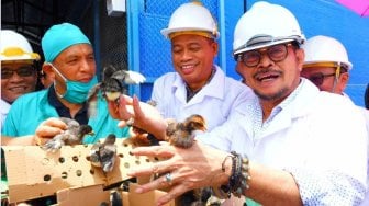 Kementan Targetkan Swasembada Daging Sapi Tercapai Secepatnya