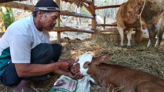 Sapi Bermoncong 2 Lahir di Bantul, Aldani si Pemilik: Sudah Dapat Pertanda