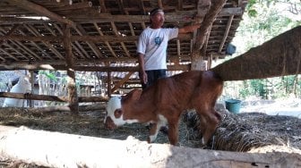 Lahir dengan Dua Moncong, Sapi di Bantul Diberi Nama Unik Ini oleh Aldani