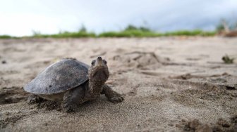 Pelepas Liaran Satwa Langka Tuntong Laut