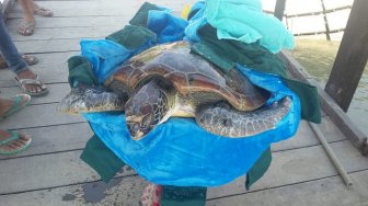 Tim BPSPL Denpasar Selamatkan Penyu Hijau Terluka di Sungai Brantas