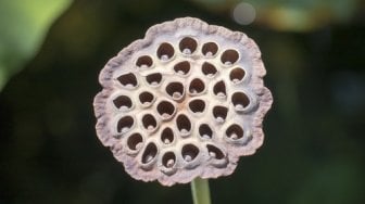 Banyak Orang Belum Tahu, Ini 3 Fakta Tentang Trypophobia