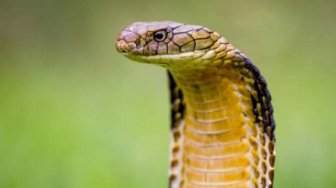 Tragedi Rendy, Pemuda Yatim Piatu yang Tewas Dipatuk Ular Kobra