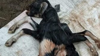 Warga Digegerkan Kelahiran Anak Kambing Berkaki Delapan