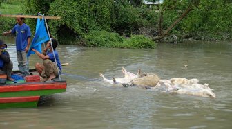 Petugas gabungan menyeret bangkai babi mengunakan perahu di aliran Sungai Bederah, untuk dikubur, di Kelurahan Terjun, Medan, Sumatera Utara, Selasa (12/11). [ANTARA FOTO/Irsan Mulyadi]