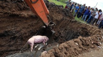 Petugas dengan alat berat memasukkan bangkai babi ke lubang saat akan dikuburkan, di tepi Sungai Bederah, Kelurahan Terjun, Medan, Sumatera Utara, Selasa (12/11). [ANTARA FOTO/Irsan Mulyadi]