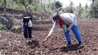 Tradisi Ngawu-awu Petani Gunungkidul di Atas Tanah Kering