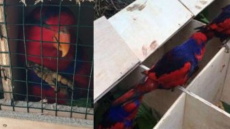 6 ekor Sampiri, kembali lagi ke tanah kelahirannya