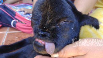 Heboh Anak Kambing Tanpa Moncong, Pemilik Malah Sebut Mirip Monyet