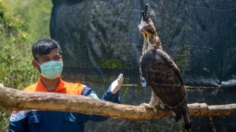 Seorang petugas berada di dalam kandang burung elang jawa (nisaetus bartelsi) di Pusat Konservasi Elang Kamojang, Kabupaten Garut, Jawa Barat, Selasa (19/11).  [ANTARA FOTO/Raisan Al Farisi]