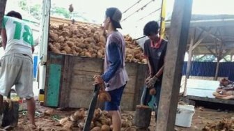 Tragis! Punya Lahan Perkebunan Luas, Pandeglang Malah Alami Krisis Kelapa