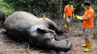 Gajah Berusia 55 Tahun Mendadak Mati di Medan Zoo, Ada Apa?