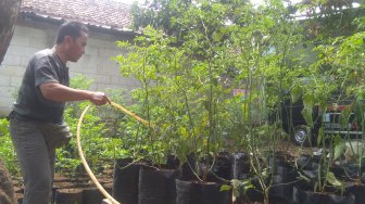 Cara Ampuh Mengatasi Harga Cabai yang Melambung di Pasaran Ala Ifaz Fauzi