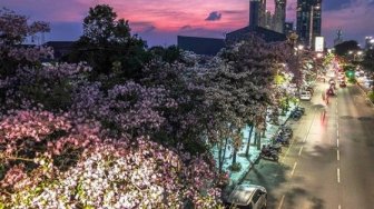 Pemandangan Cantik di Tengah Kota, Bunga Tabebuya Bermekaran di Jakarta