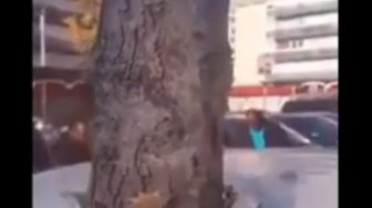Heboh! Pohon tumbuh dalam sekejap menembus badan mobil