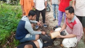 Pengedar Ganja Diringkus Polres Kuansing