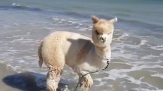 Menggemaskan, Alpaka Imut Ini Suka Menikmati Liburan di Pantai