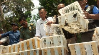 1.812 Burung dari Sumatera Dilepas di Cagar Alam Gunung Tukung Gede