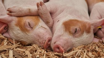 Populasi Ternak Babi di Sanggau Menurun Lantaran Ribuan Ekor Mati Diduga Diserang Flu Babi