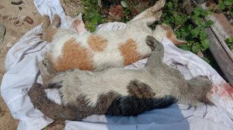 Puluhan Kucing Dibantai dengan Cara Leher Diikat dan Dibuang ke Laut