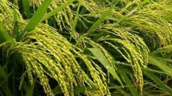 Dinas Pertanian Kuansing Salurkan 51.654 Kg Benih Padi