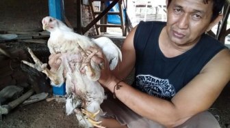 Langka, Ayam Berkaki Empat Ditemukan di Agam