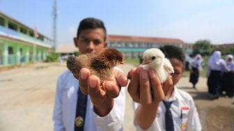 Kebakaran di Pangandaran Tewaskan 5 Ribu Anak Ayam