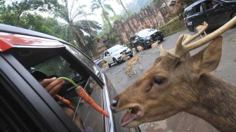 Wisata Primadona di Bogor ini Wajib Kamu Kunjungi
