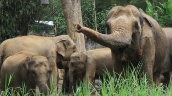 Kabar Bahagia! Seekor Anak Gajah Lucu Lahir di Gembira Loka Zoo