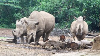 Badak di Taman Safari Indonesia, Cisarua, Bogor, Jawa Barat, Sabtu (12/7). [Suara.com/Oke Atmaja]