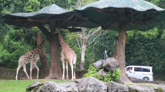 Jerapa di Taman Safari Indonesia, Cisarua, Bogor, Jawa Barat, Sabtu (12/7). [Suara.com/Oke Atmaja]