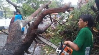Puluhan Pohon Tumbang hingga Rumah Rusak di Sleman Akibat Hujan Angin