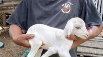 Kambing Berkaki Lima Bikin Geger Warga, Pemilik: Ini Keajaiban Buat Saya