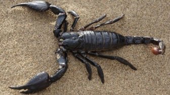 Mengerikan, Penumpang Ini Disengat Kalajengking saat Sedang Naik Pesawat