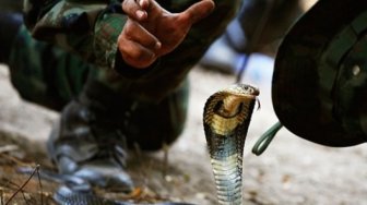Heboh di Citayam, Hati-hati Ular Kobra Jawa Bisa Mengejar