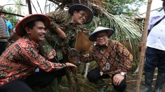 Panen Sapi di NTT, Kementan Tingkatkan Populasi melalui Program Terobosan