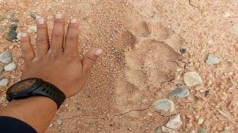 Jejak Harimau Dewasa Muncul di Desa Sering, Warga Cemas