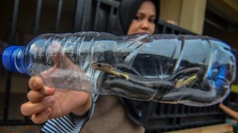 Gigit Balita Adila Sampai Tewas, Ular Weling Bisa Pecahkan Pembuluh Darah