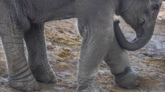 Seekor bayi gajah sumatera (Elephas maximus sumatrensis) berusia tiga bulan dengan luka di kaki kiri akibat jerat di kandang perawatan Pusat Latihan Gajah Minas, Provinsi Riau, Selasa (17/12). [ANTARAFOTO/FB Anggoro]