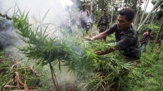 TNI dan Polri Musnahkan 52 Hektar Ladang Ganja