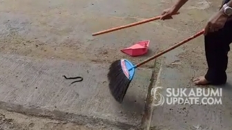 Anak Kobra Bikin Panik Kantor Desa Mangunjaya Sukabumi, Sekdes Loncat Meja