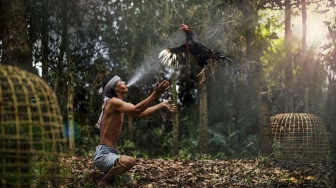 Curi Belasan Ayam Bangkok, 2 Pria di Kulon Progo Akhirnya Diringkus