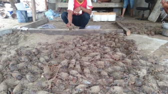 Nelayan Pandeglang Tolak Wacana Edhy Prabowo Soal Ekspor Benih Lobster