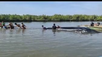 Peristiwa Langka, Detik-detik Warga Selamatkan Paus Besar Terdampar