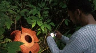 Bulan Depan, Delapan Bunga Bangkai Terbesar di Dunia Akan Mekar di Agam