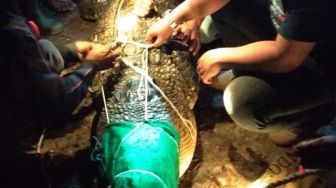 Sering Memangsa Ternak, Buaya 3 Meter Berakhir Ditombak Warga