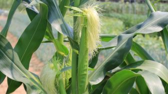 Minum Teh Serabut Jagung, Ini 5 Manfaat Kesehatannya